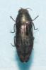 Coraebus fasciatus